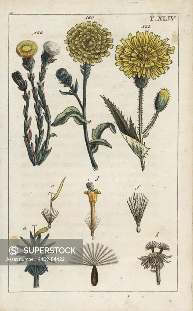 Hawkweed oxtongue, Picris hieracioides 120, corn sow thistle, Sonchus arvensis 121, and coltsfoot, Tussilago farfarra 122. Handcolored copperplate engraving of a botanical illustration from G. T. Wilhelm's "Unterhaltungen aus der Naturgeschichte" (Encyclopedia of Natural History), Augsburg, 1811. Gottlieb Tobias Wilhelm (1758-1811) was a clergyman and naturalist in Augsburg, Bavaria.