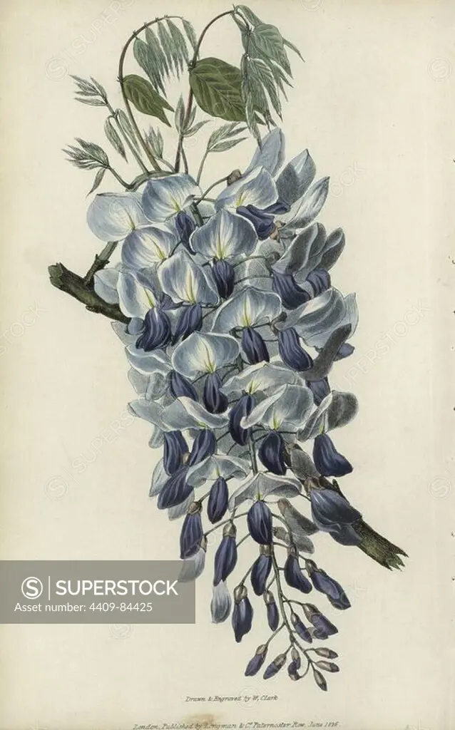 Chinese wisteria, Wisteria sinensis. Handcoloured botanical illustration drawn and engraved by William Clark from Richard Morris's "Flora Conspicua" London, Longman, Rees, 1826. William Clark was former draughtsman to the London Horticultural Society and illustrated many botanical books in the 1820s and 1830s.