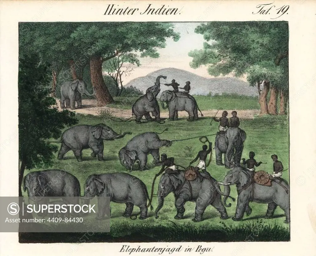 Elephant hunting in Pegu (Bago) in Burma. Handcoloured lithograph from Friedrich Wilhelm Goedsche's "Vollstaendige Völkergallerie in getreuen Abbildungen" (Complete Gallery of Peoples in True Pictures), Meissen, circa 1835-1840. Goedsche (1785-1863) was a German writer, bookseller and publisher in Meissen. Many of the illustrations were adapted from Bertuch's "Bilderbuch fur Kinder" and others.