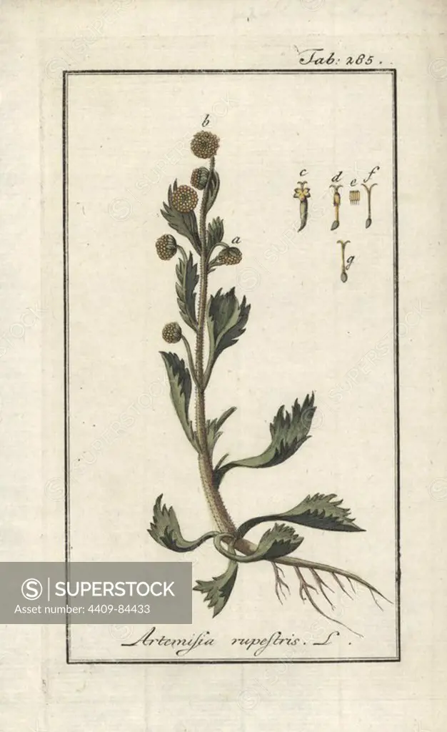 Rock wormwood, Artemisia rupestris. Handcoloured copperplate botanical engraving from Johannes Zorn's "Afbeelding der Artseny-Gewassen," Jan Christiaan Sepp, Amsterdam, 1796. Zorn first published his illustrated medical botany in Nurnberg in 1780 with 500 plates, and a Dutch edition followed in 1796 published by J.C. Sepp with an additional 100 plates. Zorn (1739-1799) was a German pharmacist and botanist who collected medical plants from all over Europe for his "Icones plantarum medicinalium" for apothecaries and doctors.