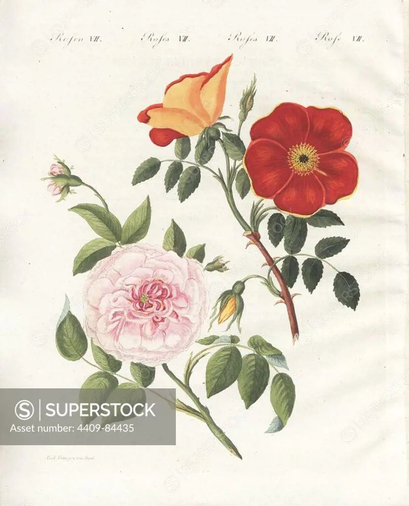 Austrian copper rose, Rosa punicea, and white virgin rose, Rosa truncata virginalis. Handcoloured copperplate engraving from an illustration drawn from nature by Stark from Bertuch's "Bilderbuch fur Kinder" (Picture Book for Children), Weimar, 1790-1830. Friedrich Johann Bertuch (1747-1822) was a German publisher and man of arts most famous for his 12-volume encyclopedia for children illustrated with 1,200 engraved plates on natural history, science, costume, mythology, etc.
