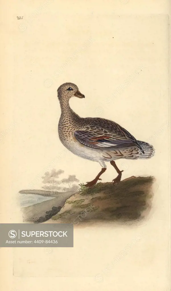Gadwall (female), Anas strepera. Handcoloured copperplate drawn and engraved by Edward Donovan from his own "Natural History of British Birds," London, 1794-1819. Edward Donovan (1768-1837) was an Anglo-Irish amateur zoologist, writer, artist and engraver. He wrote and illustrated a series of volumes on birds, fish, shells and insects, opened his own museum of natural history in London, but later he fell on hard times and died penniless.