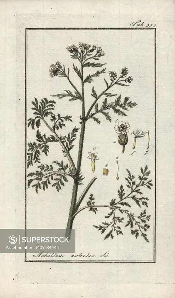 Noble yarrow, Achillea nobilis. Handcoloured copperplate botanical engraving from Johannes Zorn's "Afbeelding der Artseny-Gewassen," Jan Christiaan Sepp, Amsterdam, 1796. Zorn first published his illustrated medical botany in Nurnberg in 1780 with 500 plates, and a Dutch edition followed in 1796 published by J.C. Sepp with an additional 100 plates. Zorn (1739-1799) was a German pharmacist and botanist who collected medical plants from all over Europe for his "Icones plantarum medicinalium" for apothecaries and doctors.