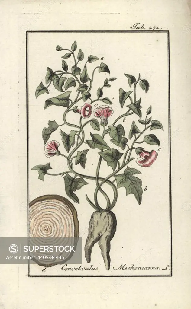 Mechoacanna root, Convolvulus mechoacanna. Handcoloured copperplate botanical engraving from Johannes Zorn's "Afbeelding der Artseny-Gewassen," Jan Christiaan Sepp, Amsterdam, 1796. Zorn first published his illustrated medical botany in Nurnberg in 1780 with 500 plates, and a Dutch edition followed in 1796 published by J.C. Sepp with an additional 100 plates. Zorn (1739-1799) was a German pharmacist and botanist who collected medical plants from all over Europe for his "Icones plantarum medicinalium" for apothecaries and doctors.