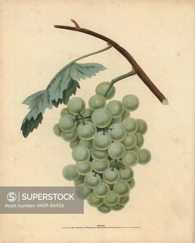 White sweet water grape, Vitis vinifera. Handcoloured stipple engraving of an illustration by George Brookshaw from his own "Pomona Britannica," London, Longman, Hurst, etc., 1817. The quarto edition of the original folio edition published from 1804-1812. Brookshaw (1751-1823) was a successful cabinet maker who disappeared in the 1790s before returning as a flower painter with the anonymous "New Treatise on Flower Painting," 1797.
