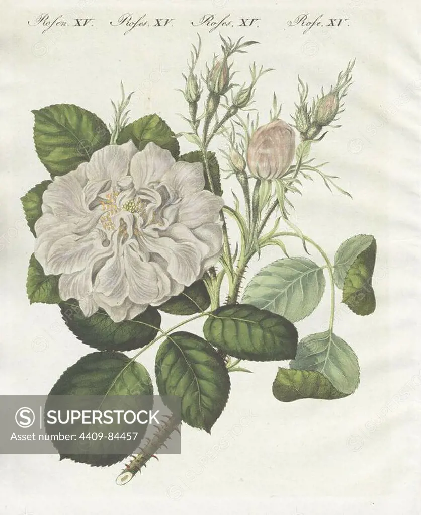 White Damask rose, Rosa Damascena flor. alba. Handcoloured copperplate engraving from Bertuch's "Bilderbuch fur Kinder" (Picture Book for Children), Weimar, 1790-1830. Friedrich Johann Bertuch (1747-1822) was a German publisher and man of arts most famous for his 12-volume encyclopedia for children illustrated with 1,200 engraved plates on natural history, science, costume, mythology, etc.