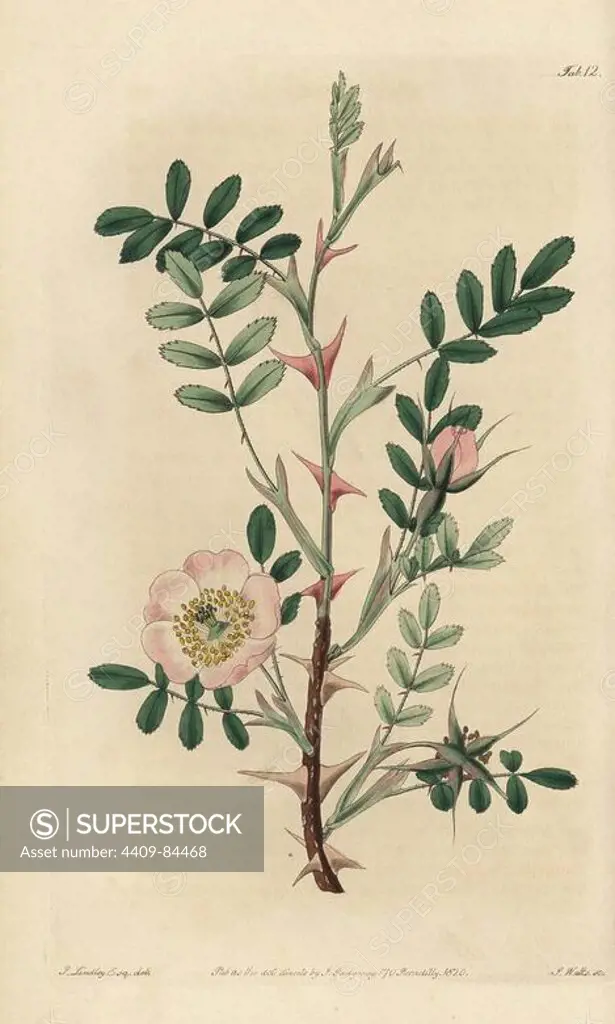 Rosa sericea with pink tinged flowers, buds and large pink thorns. Handcoloured copperplate engraved by Watts from an illustration by John Lindley from his own "Rosarum Monographia, or a Botanical History of Roses," London, Ridgeway, 1820. Lindley (1799-1865) was an English botanist who specialized in roses and orchids. Lindley wrote and illustrated this monograph when just 22 years old. He went on to edit the "Botanical Register" from 1829 to 1847.