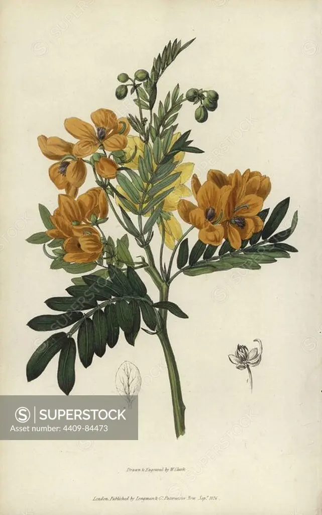 Sweet-scented cassia, Senna odorata. Handcoloured botanical illustration drawn and engraved by William Clark from Richard Morris's "Flora Conspicua" London, Longman, Rees, 1826. William Clark was former draughtsman to the London Horticultural Society and illustrated many botanical books in the 1820s and 1830s.
