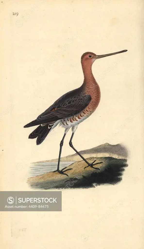 Bar-tailed godwit (male), Limosa lapponica. Handcoloured copperplate drawn and engraved by Edward Donovan from his own "Natural History of British Birds," London, 1794-1819. Edward Donovan (1768-1837) was an Anglo-Irish amateur zoologist, writer, artist and engraver. He wrote and illustrated a series of volumes on birds, fish, shells and insects, opened his own museum of natural history in London, but later he fell on hard times and died penniless.