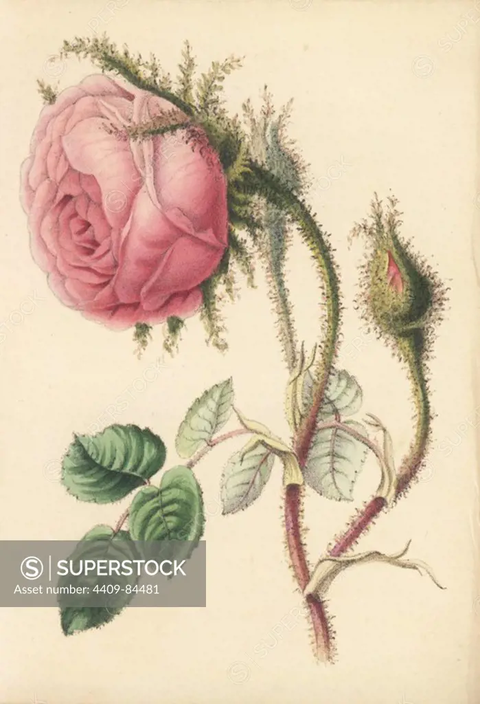 Moss rose, Rosa muscosa, from Robert Tyas' "Queen of Flowers, or Memoirs of the Rose," London, 1840. Unsigned handcoloured lithograph, but probably by James Andrews. Little is known about the artist James Andrews (1801~1876) apart from his work. This gifted artist taught flower-painting to young ladies and published a treatise "Lessons in Flower Painting" in 1835. Blunt calls him "an illustrator of sentimental flower books," but admits that he was "very talented." His signature JA can be found in many botanical gift books for publisher Robert Tyas from "The Sentiment of Flowers" (1836) to "Flowers from Foreign Lands" (1853).