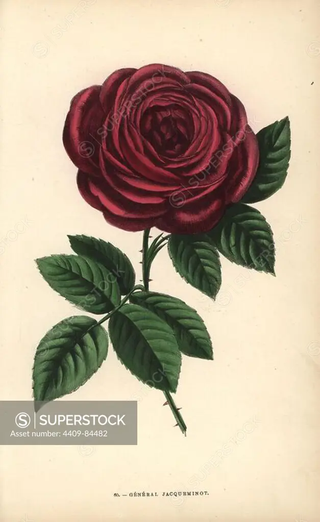 General Jacqueminot rose, hybrid produced in 1853 by Roussel, an amateur rose grower from Meudon. Chromolithograph drawn and lithographed after nature by F. Grobon from Hippolyte Jamain and Eugene Forney's "Les Roses," Paris, J. Rothschild, 1873. Jamain was a rose grower and Forney a professor of arboriculture. François Frédéric Grobon (1815-1901) ran his own atelier and illustrated "Fleurs" after Redoute with his brother Anthelme as the Grobon freres.