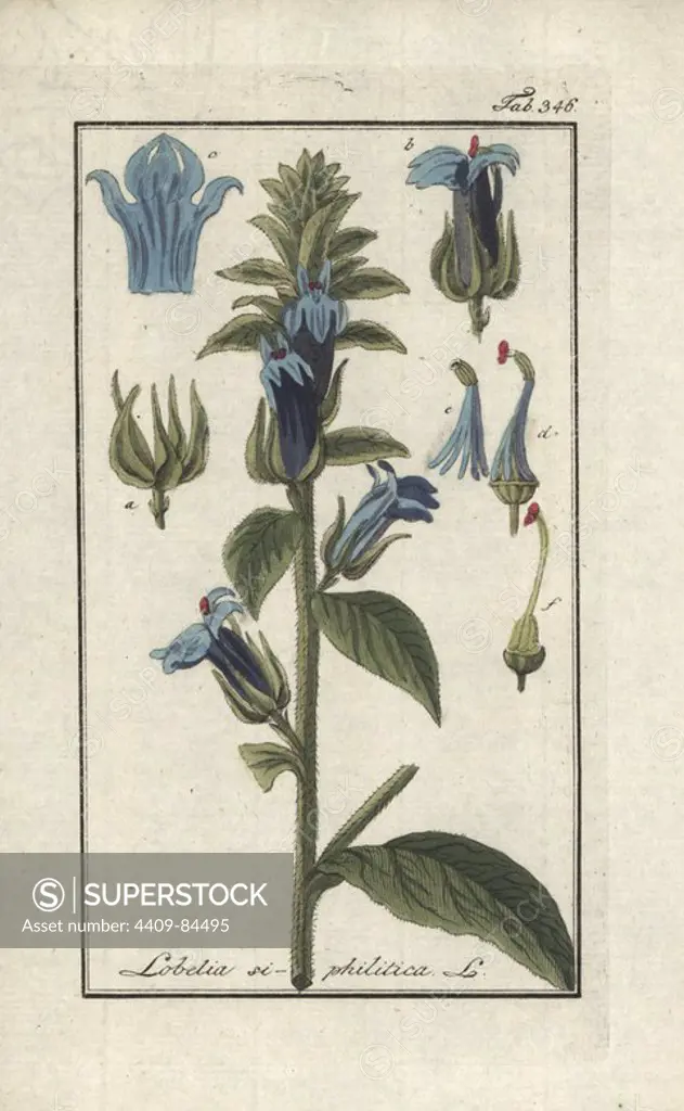 Great blue lobelia, Lobelia siphilitica. Handcoloured copperplate botanical engraving from Johannes Zorn's "Afbeelding der Artseny-Gewassen," Jan Christiaan Sepp, Amsterdam, 1796. Zorn first published his illustrated medical botany in Nurnberg in 1780 with 500 plates, and a Dutch edition followed in 1796 published by J.C. Sepp with an additional 100 plates. Zorn (1739-1799) was a German pharmacist and botanist who collected medical plants from all over Europe for his "Icones plantarum medicinalium" for apothecaries and doctors.