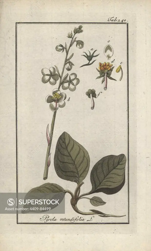 Round-leaved wintergreen, Pyrola rotundifolia. Handcoloured copperplate botanical engraving from Johannes Zorn's "Afbeelding der Artseny-Gewassen," Jan Christiaan Sepp, Amsterdam, 1796. Zorn first published his illustrated medical botany in Nurnberg in 1780 with 500 plates, and a Dutch edition followed in 1796 published by J.C. Sepp with an additional 100 plates. Zorn (1739-1799) was a German pharmacist and botanist who collected medical plants from all over Europe for his "Icones plantarum medicinalium" for apothecaries and doctors.