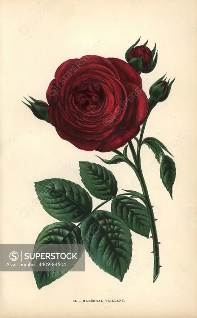 Marechal Vaillant, hybrid rose raised by Monsieur Viennot of Dijon in 1861. Chromolithograph drawn and lithographed after nature by F. Grobon from Hippolyte Jamain and Eugene Forney's "Les Roses," Paris, J. Rothschild, 1873. Jamain was a rose grower and Forney a professor of arboriculture. François Frédéric Grobon (1815-1901) ran his own atelier and illustrated "Fleurs" after Redoute with his brother Anthelme as the Grobon freres.