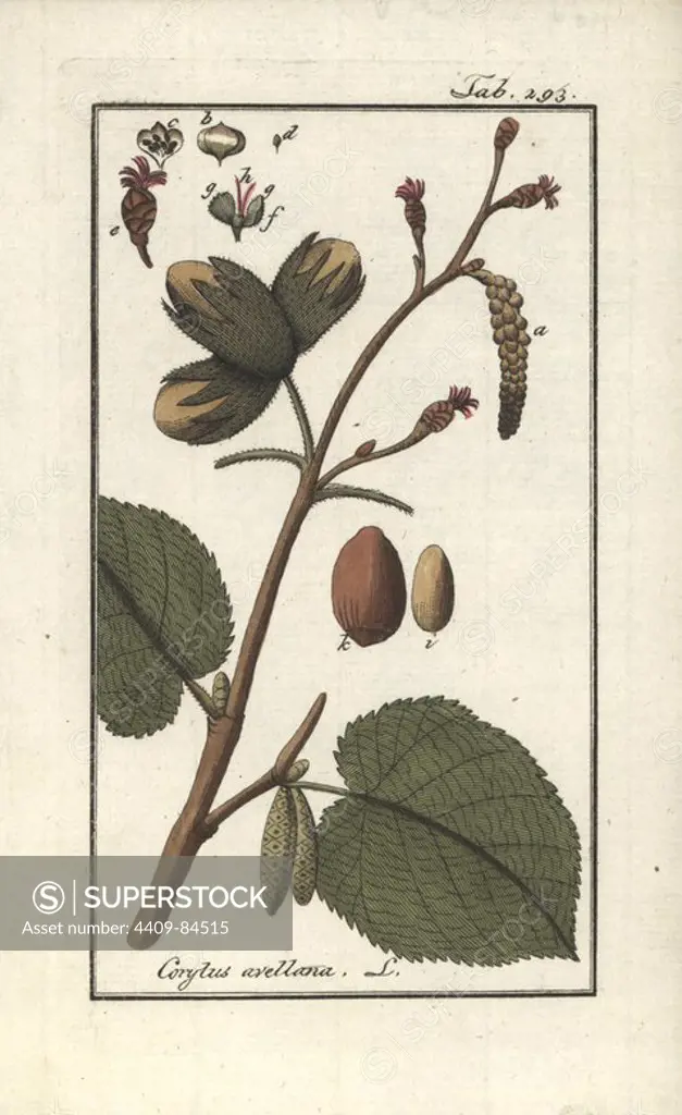 Hazel tree, Corylus avellana, with hazelnuts and catkins. Handcoloured copperplate botanical engraving from Johannes Zorn's "Afbeelding der Artseny-Gewassen," Jan Christiaan Sepp, Amsterdam, 1796. Zorn first published his illustrated medical botany in Nurnberg in 1780 with 500 plates, and a Dutch edition followed in 1796 published by J.C. Sepp with an additional 100 plates. Zorn (1739-1799) was a German pharmacist and botanist who collected medical plants from all over Europe for his "Icones plantarum medicinalium" for apothecaries and doctors.