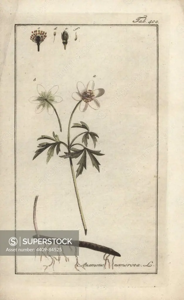 Wood anemone, Anemone nemorosa. Handcoloured copperplate botanical engraving from Johannes Zorn's "Afbeelding der Artseny-Gewassen," Jan Christiaan Sepp, Amsterdam, 1796. Zorn first published his illustrated medical botany in Nurnberg in 1780 with 500 plates, and a Dutch edition followed in 1796 published by J.C. Sepp with an additional 100 plates. Zorn (1739-1799) was a German pharmacist and botanist who collected medical plants from all over Europe for his "Icones plantarum medicinalium" for apothecaries and doctors.