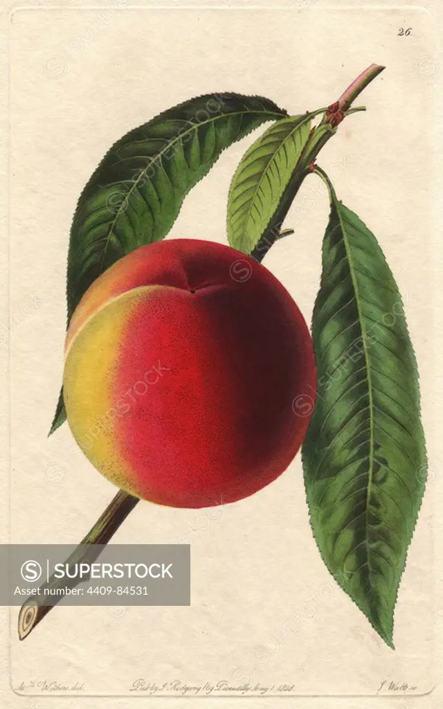 Bellegarde or galande peach, Prunus persica. Handcoloured copperplate engraving by S. Watts from a botanical illustration by Augusta Withers from John Lindley's "Pomological Magazine," James Ridgway, London, 1828. The magazine was published in three volumes from 1828 to 1830 and discontinued at plate 152 because of a dispute between the editors. Lindley (1795-1865) was an English botanist and gardener who published books on roses, orchids, and fruit. Mrs. Withers (1793-1877) was an eminent Victorian botanical artist and Flower Painter in Ordinary to Queen Adelaide.
