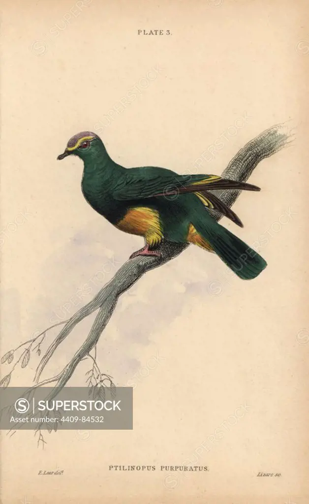 Grey-green fruit dove, Ptilinopus purpuratus (Purple-crowned turteline), native to Tahiti. Handcoloured steel engraving by William Lizars after an illustration by Edward Lear from Prideaux John Selby's volume "Pigeons" in Sir William Jardine's "Naturalist's Library: Ornithology," published by W.H. Lizars, Edinburgh, 1835. Artist Edward Lear (1812-1888), today most famous for his literary nonsense and limericks, was a skilled ornithological artist who published "Illustrations of the Family of Psittacidae or Parrots" in 1832.