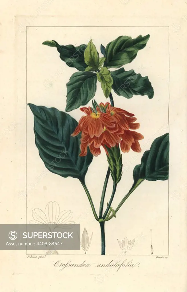 Firecracker flower, Crossandra infundibuliformis, native to the East Indies. Handcoloured stipple engraving on copper by Barrois from a botanical illustration by Pancrace Bessa from Mordant de Launay's "Herbier General de l'Amateur," Audot, Paris, 1820. The Herbier was published from 1810 to 1827 and edited by Mordant de Launay and Loiseleur-Deslongchamps. Bessa (1772-1830s), along with Redoute and Turpin, is considered one of the greatest French botanical artists of the 19th century.