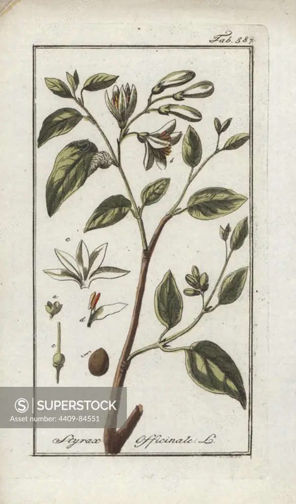 Styrax or stacte, Styrax officinalis. Handcoloured copperplate botanical engraving from Johannes Zorn's "Afbeelding der Artseny-Gewassen," Jan Christiaan Sepp, Amsterdam, 1796. Zorn first published his illustrated medical botany in Nurnberg in 1780 with 500 plates, and a Dutch edition followed in 1796 published by J.C. Sepp with an additional 100 plates. Zorn (1739-1799) was a German pharmacist and botanist who collected medical plants from all over Europe for his "Icones plantarum medicinalium" for apothecaries and doctors.