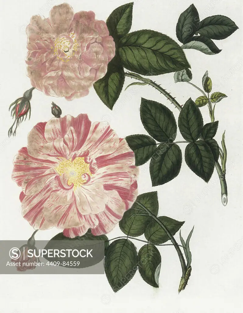 Damask rose, Rosa damascena communis, and striped rose, Rosa versicolor. Handcoloured copperplate engraving from Bertuch's "Bilderbuch fur Kinder" (Picture Book for Children), Weimar, 1790-1830. Friedrich Johann Bertuch (1747-1822) was a German publisher and man of arts most famous for his 12-volume encyclopedia for children illustrated with 1,200 engraved plates on natural history, science, costume, mythology, etc.