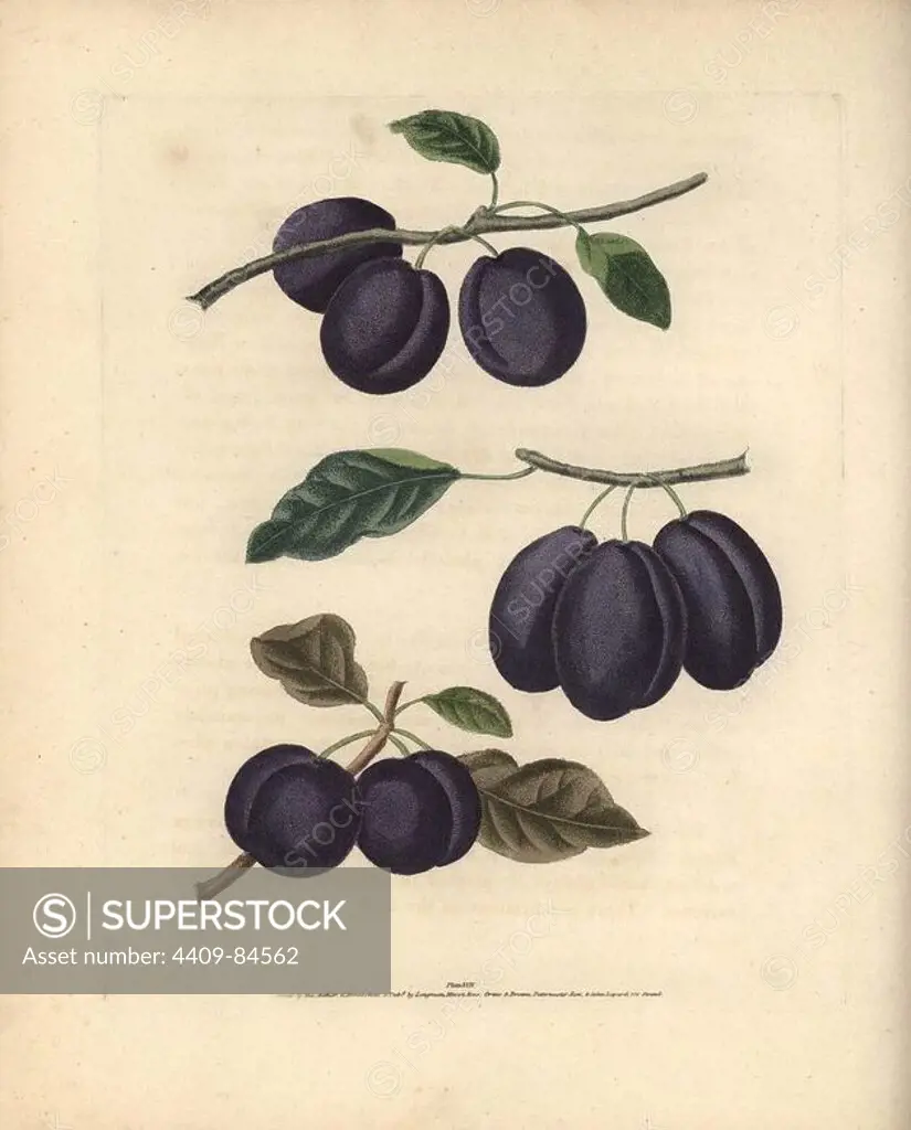 Plum varieties, Prunus domestica: Wine Sour Plum, Prune Plum, and Myrabolan or Queen Mother Plum. Handcoloured stipple engraving of an illustration by George Brookshaw from his own "Pomona Britannica," London, Longman, Hurst, etc., 1817. The quarto edition of the original folio edition published from 1804-1812. Brookshaw (1751-1823) was a successful cabinet maker who disappeared in the 1790s before returning as a flower painter with the anonymous "New Treatise on Flower Painting," 1797.