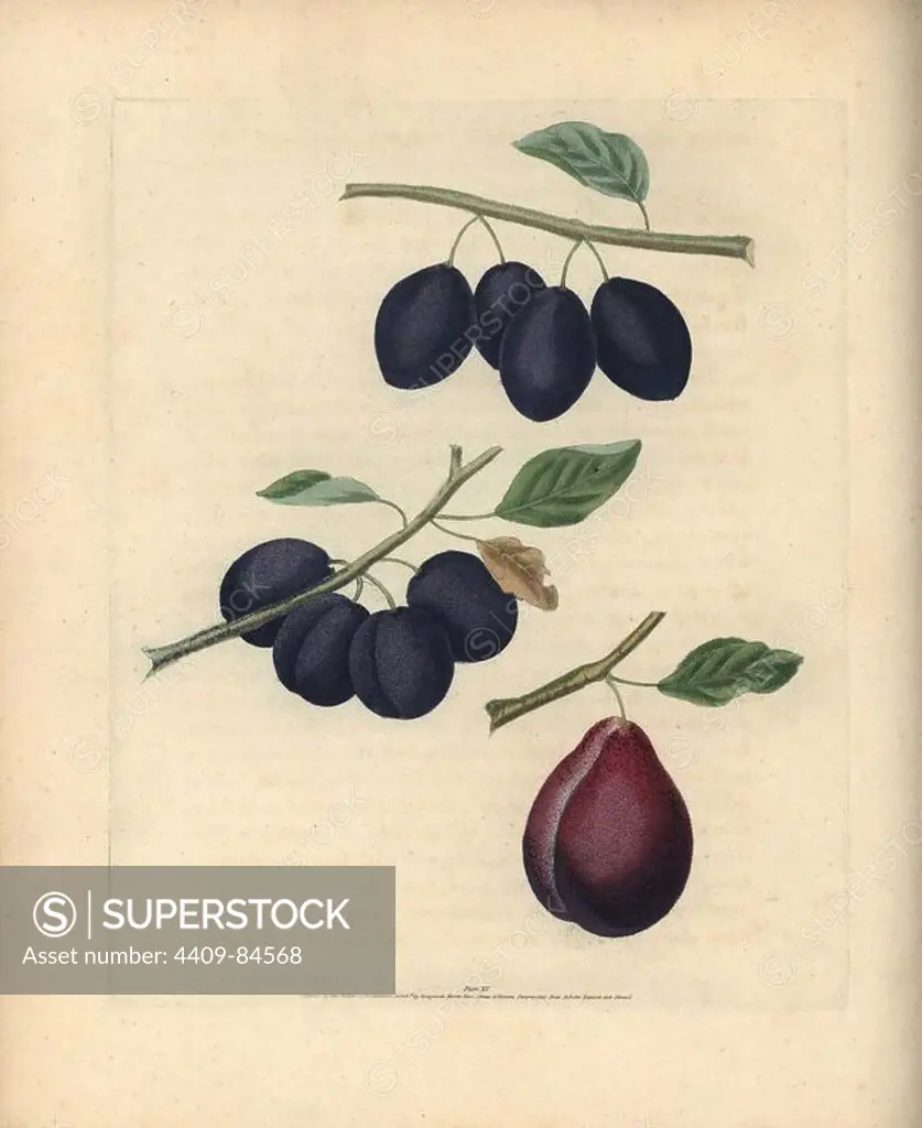 Plum varieties, Prunus domestica: Prune Damson, Common Damson and Royal Dauphin Plum. Handcoloured stipple engraving of an illustration by George Brookshaw from his own "Pomona Britannica," London, Longman, Hurst, etc., 1817. The quarto edition of the original folio edition published from 1804-1812. Brookshaw (1751-1823) was a successful cabinet maker who disappeared in the 1790s before returning as a flower painter with the anonymous "New Treatise on Flower Painting," 1797.