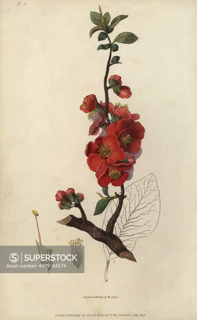 Japanese quince tree, Chaenomeles japonica. Handcoloured botanical illustration drawn and engraved by William Clark from Richard Morris's "Flora Conspicua" London, Longman, Rees, 1826. William Clark was former draughtsman to the London Horticultural Society and illustrated many botanical books in the 1820s and 1830s.