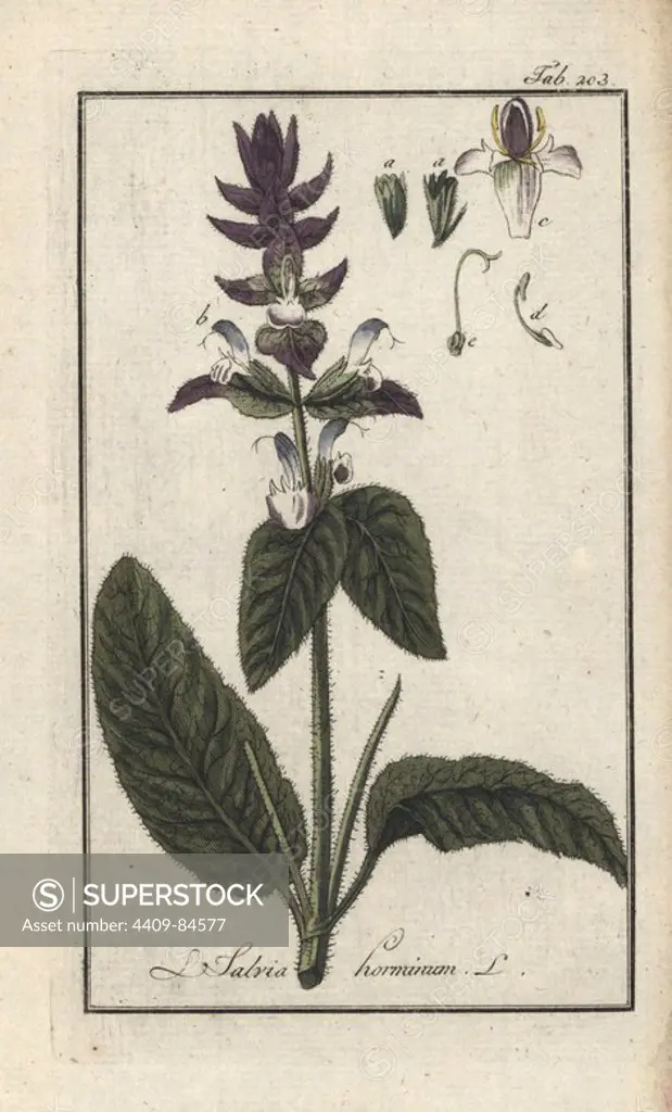 Annual clary or orval, Salvia viridis. Handcoloured copperplate botanical engraving from Johannes Zorn's "Afbeelding der Artseny-Gewassen," Jan Christiaan Sepp, Amsterdam, 1796. Zorn first published his illustrated medical botany in Nurnberg in 1780 with 500 plates, and a Dutch edition followed in 1796 published by J.C. Sepp with an additional 100 plates. Zorn (1739-1799) was a German pharmacist and botanist who collected medical plants from all over Europe for his "Icones plantarum medicinalium" for apothecaries and doctors.