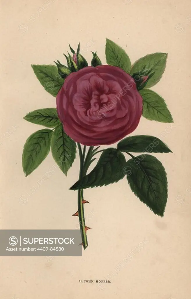John Hopper rose, hybrid variety put on the market in 1865. Chromolithograph drawn and lithographed after nature by F. Grobon from Hippolyte Jamain and Eugene Forney's "Les Roses," Paris, J. Rothschild, 1873. Jamain was a rose grower and Forney a professor of arboriculture. François Frédéric Grobon (1815-1901) ran his own atelier and illustrated "Fleurs" after Redoute with his brother Anthelme as the Grobon freres.