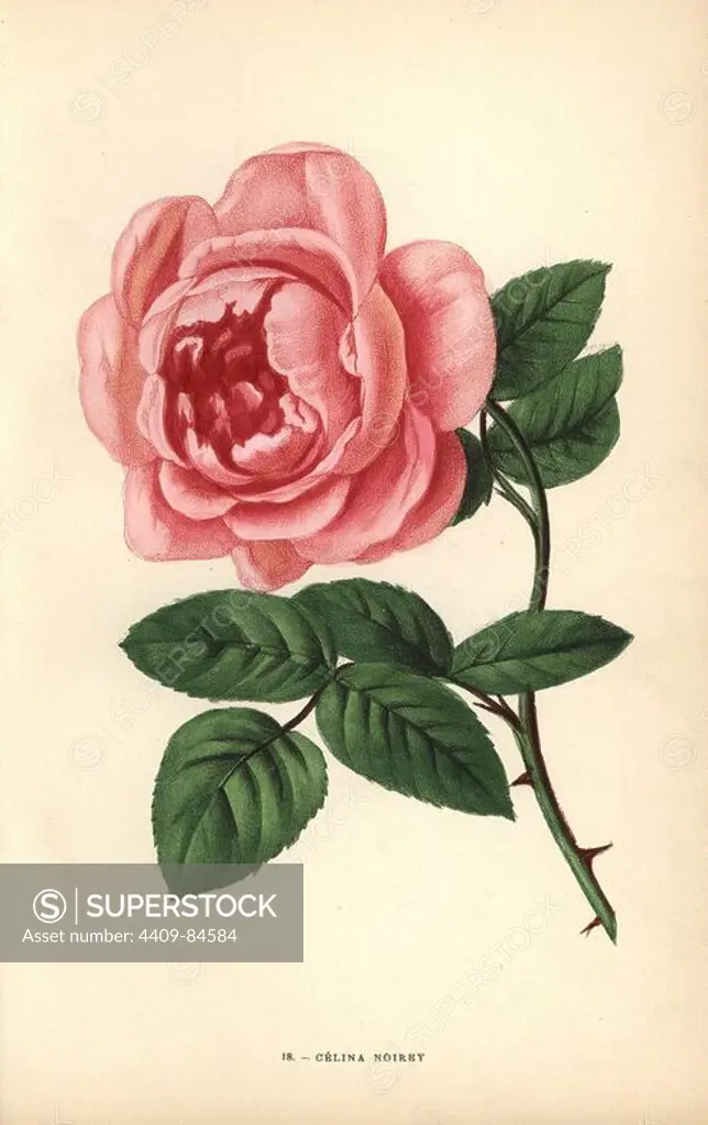 Celina Noirey rose, variety of the tea rose raised by Guillot Jr. in Lyon in 1868. Chromolithograph drawn and lithographed after nature by F. Grobon from Hippolyte Jamain and Eugene Forney's "Les Roses," Paris, J. Rothschild, 1873. Jamain was a rose grower and Forney a professor of arboriculture. François Frédéric Grobon (1815-1901) ran his own atelier and illustrated "Fleurs" after Redoute with his brother Anthelme as the Grobon freres.