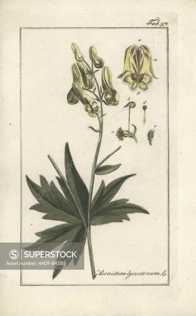 Wolfsbane, Aconitum lycoctonum. Handcoloured copperplate botanical engraving from Johannes Zorn's "Afbeelding der Artseny-Gewassen," Jan Christiaan Sepp, Amsterdam, 1796. Zorn first published his illustrated medical botany in Nurnberg in 1780 with 500 plates, and a Dutch edition followed in 1796 published by J.C. Sepp with an additional 100 plates. Zorn (1739-1799) was a German pharmacist and botanist who collected medical plants from all over Europe for his "Icones plantarum medicinalium" for apothecaries and doctors.