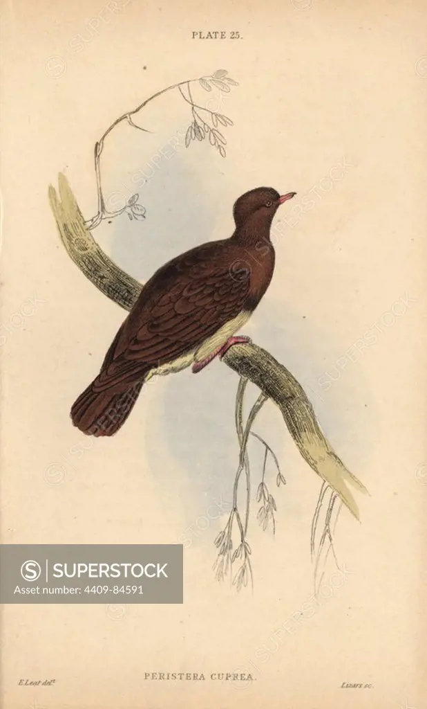 Ruddy quail-dove, Geotrygon montana, native to Central and South America. Handcoloured steel engraving by William Lizars after an illustration by Edward Lear from Prideaux John Selby's volume "Pigeons" in Sir William Jardine's "Naturalist's Library: Ornithology," published by W.H. Lizars, Edinburgh, 1835. Artist Edward Lear (1812-1888), today most famous for his literary nonsense and limericks, was a skilled ornithological artist who published "Illustrations of the Family of Psittacidae or Parrots" in 1832.