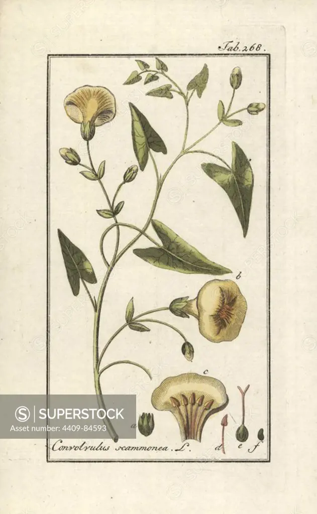Scammony, Convolvulus scammonia. Handcoloured copperplate botanical engraving from Johannes Zorn's "Afbeelding der Artseny-Gewassen," Jan Christiaan Sepp, Amsterdam, 1796. Zorn first published his illustrated medical botany in Nurnberg in 1780 with 500 plates, and a Dutch edition followed in 1796 published by J.C. Sepp with an additional 100 plates. Zorn (1739-1799) was a German pharmacist and botanist who collected medical plants from all over Europe for his "Icones plantarum medicinalium" for apothecaries and doctors.