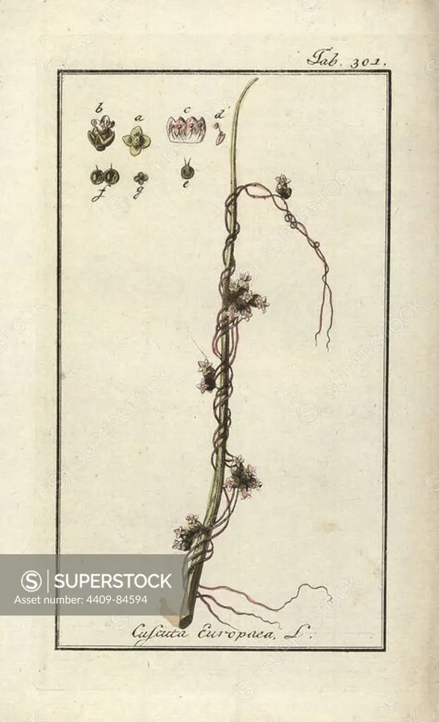 Greater dodder, Cuscuta europaea. Handcoloured copperplate botanical engraving from Johannes Zorn's "Afbeelding der Artseny-Gewassen," Jan Christiaan Sepp, Amsterdam, 1796. Zorn first published his illustrated medical botany in Nurnberg in 1780 with 500 plates, and a Dutch edition followed in 1796 published by J.C. Sepp with an additional 100 plates. Zorn (1739-1799) was a German pharmacist and botanist who collected medical plants from all over Europe for his "Icones plantarum medicinalium" for apothecaries and doctors.