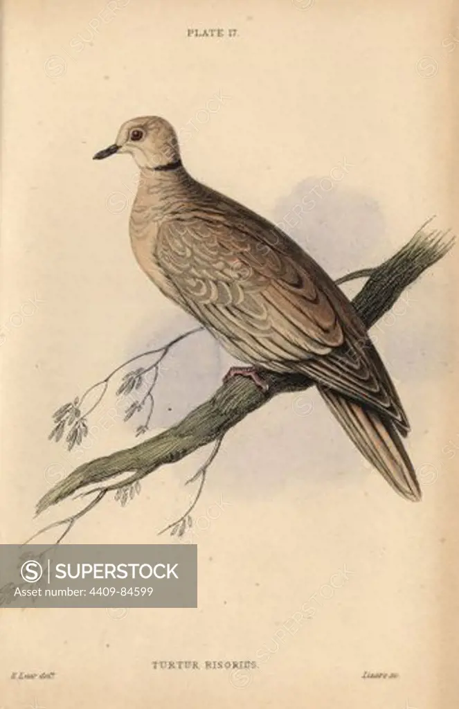 Collared dove, Streptopelia decaocto, native to Europe and Asia. Handcoloured steel engraving by William Lizars after an illustration by Edward Lear from Prideaux John Selby's volume "Pigeons" in Sir William Jardine's "Naturalist's Library: Ornithology," published by W.H. Lizars, Edinburgh, 1835. Artist Edward Lear (1812-1888), today most famous for his literary nonsense and limericks, was a skilled ornithological artist who published "Illustrations of the Family of Psittacidae or Parrots" in 18