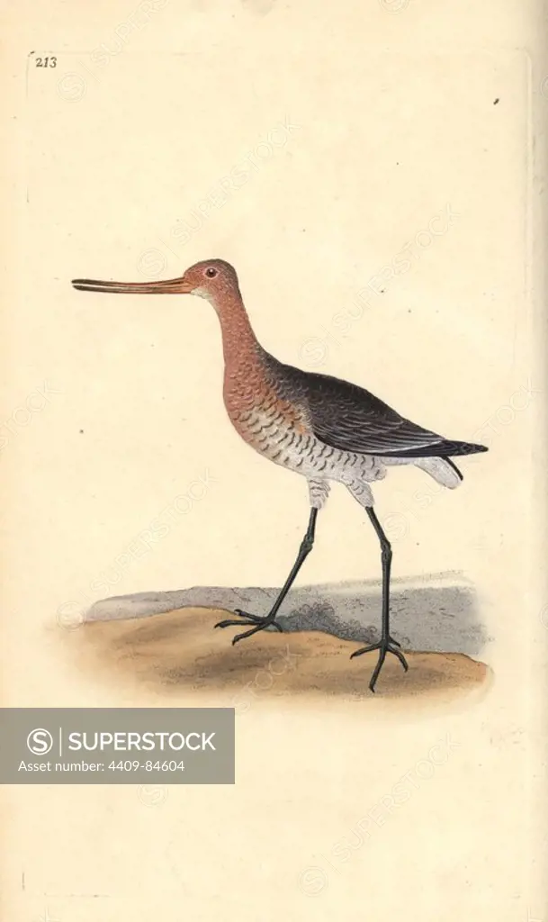 Bar-tailed godwit (female), Limosa lapponica. Handcoloured copperplate drawn and engraved by Edward Donovan from his own "Natural History of British Birds," London, 1794-1819. Edward Donovan (1768-1837) was an Anglo-Irish amateur zoologist, writer, artist and engraver. He wrote and illustrated a series of volumes on birds, fish, shells and insects, opened his own museum of natural history in London, but later he fell on hard times and died penniless.