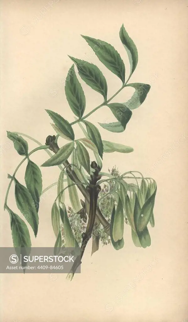 Ash tree, Fraxinus excelsior. Handcoloured botanical illustration drawn from nature by Mrs. Rebecca Hey from her own "Spirit of the Woods," London, Longman, Rees, 1837. Rebecca Hey was a Victorian writer, poet and artist who wrote "Moral of Flowers" 1833 and "Recollections of the Lakes" 1841. The plates were probably engraved by William Clark, former draughtsman to the London Horticultural Society, and engraver on Hey's previous book.