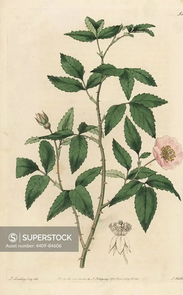 Redleaf rose, Rosa rubifolia. Handcoloured copperplate engraved by Watts from an illustration by John Lindley from his own "Rosarum Monographia, or a Botanical History of Roses," London, Ridgeway, 1820. Lindley (1799-1865) was an English botanist who specialized in roses and orchids. Lindley wrote and illustrated this monograph when just 22 years old. He went on to edit the "Botanical Register" from 1829 to 1847.