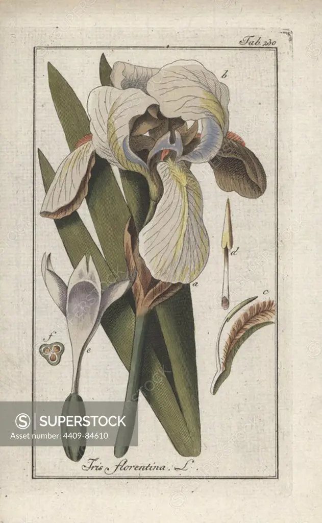 Florentine iris, Iris florentina. Handcoloured copperplate botanical engraving from Johannes Zorn's "Afbeelding der Artseny-Gewassen," Jan Christiaan Sepp, Amsterdam, 1796. Zorn first published his illustrated medical botany in Nurnberg in 1780 with 500 plates, and a Dutch edition followed in 1796 published by J.C. Sepp with an additional 100 plates. Zorn (1739-1799) was a German pharmacist and botanist who collected medical plants from all over Europe for his "Icones plantarum medicinalium" for apothecaries and doctors.