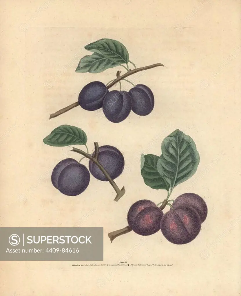 Plum varieties, Prunus domestica: Precos de Tours, Lawrance's Early Plum and Orleans. Handcoloured stipple engraving of an illustration by George Brookshaw from his own "Pomona Britannica," London, Longman, Hurst, etc., 1817. The quarto edition of the original folio edition published from 1804-1812. Brookshaw (1751-1823) was a successful cabinet maker who disappeared in the 1790s before returning as a flower painter with the anonymous "New Treatise on Flower Painting," 1797.
