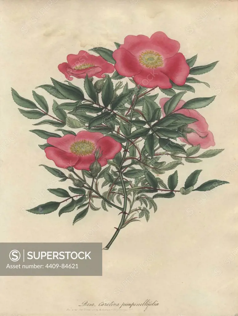 Pink rose, Rosa carolina var. pimpinellifolia. Handcoloured copperplate botanical drawn, engraved and coloured by Henry Charles Andrews for his own "Roses, a monograph of the genus Rosa," London, 1805. Andrews was an English botanist, artist and engraver who published the "Botanist's Repository" from 1797 to 1812 and separate volumes on roses, geraniums and heaths.