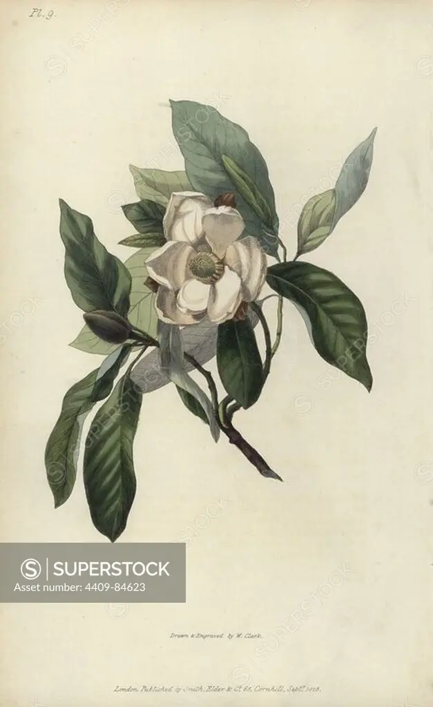 Evergreen swamp magnolia, Magnolia glauca sempervirens. Handcoloured botanical illustration drawn and engraved by William Clark from Richard Morris's "Flora Conspicua" London, Longman, Rees, 1826. William Clark was former draughtsman to the London Horticultural Society and illustrated many botanical books in the 1820s and 1830s.