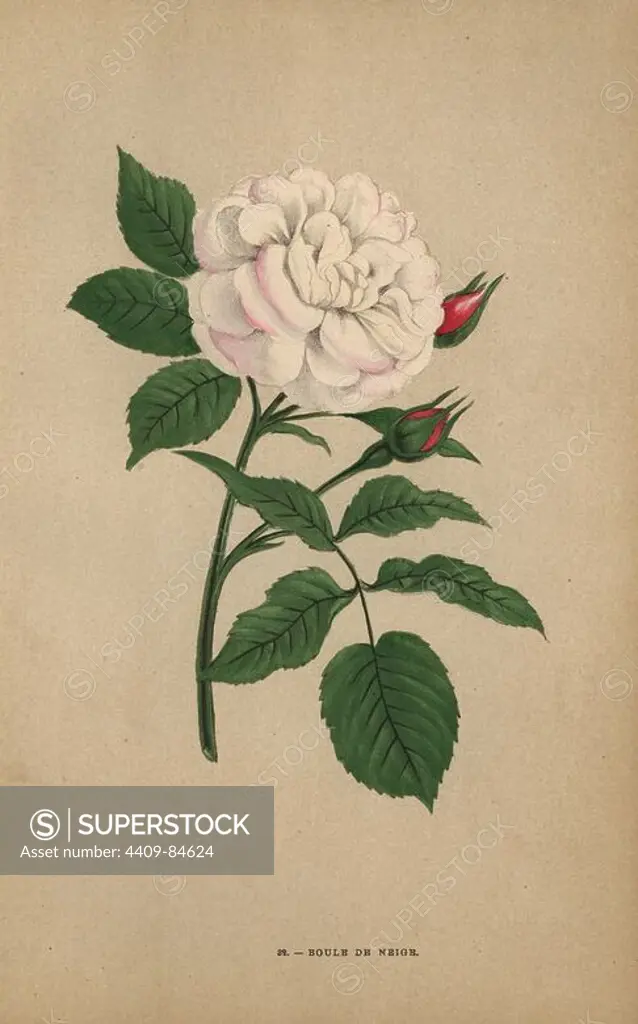Boule de neige, snowball rose, hybrid raised by Monsieur Lacharme of Lyon in 1867. Chromolithograph drawn and lithographed after nature by F. Grobon from Hippolyte Jamain and Eugene Forney's "Les Roses," Paris, J. Rothschild, 1873. Jamain was a rose grower and Forney a professor of arboriculture. François Frédéric Grobon (1815-1901) ran his own atelier and illustrated "Fleurs" after Redoute with his brother Anthelme as the Grobon freres.
