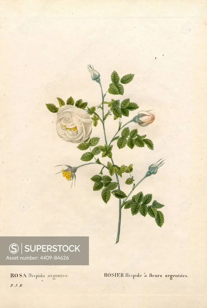 Silver-flowered hispid rose, Rosa tomentosa variety, Rosier hispide à fleurs argentées. Handcoloured stipple copperplate engraving from Pierre Joseph Redoute's "Les Roses," Paris, 1828. Redoute was botanical artist to Marie Antoinette and Empress Josephine. He painted over 170 watercolours of roses from the gardens of Malmaison.