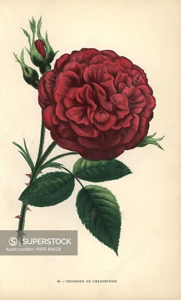 Triomphe de l'exposition rose, hybrid rose raised by Monsieur Margottin of Bourg-la-Reine and awarded a top prize at the Exposition Universelle in Paris 1855. Chromolithograph drawn and lithographed after nature by F. Grobon from Hippolyte Jamain and Eugene Forney's "Les Roses," Paris, J. Rothschild, 1873. Jamain was a rose grower and Forney a professor of arboriculture. François Frédéric Grobon (1815-1901) ran his own atelier and illustrated "Fleurs" after Redoute with his brother Anthelme as the Grobon freres.