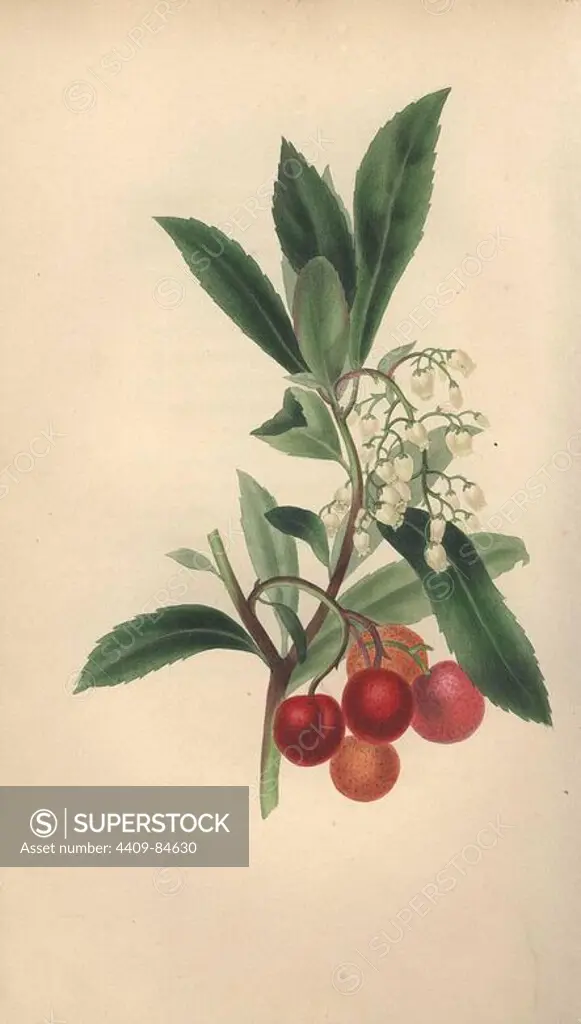 Strawberry tree with flowers and fruit, Arbutus unedo. Handcoloured botanical illustration drawn from nature by Mrs. Rebecca Hey from her own "Spirit of the Woods," London, Longman, Rees, 1837. Rebecca Hey was a Victorian writer, poet and artist who wrote "Moral of Flowers" 1833 and "Recollections of the Lakes" 1841. The plates were probably engraved by William Clark, former draughtsman to the London Horticultural Society, and engraver on Hey's previous book.