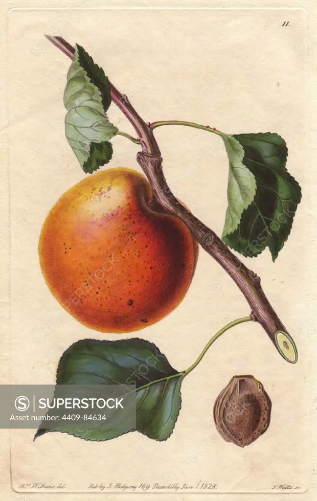 Hemskirke apricot variety, Prunus armeniaca, origin unknown. Handcoloured copperplate engraving by S. Watts from a botanical illustration by Augusta Withers from John Lindley's "Pomological Magazine," James Ridgway, London, 1828. The magazine was published in three volumes from 1828 to 1830 and discontinued at plate 152 because of a dispute between the editors. Lindley (1795-1865) was an English botanist and gardener who published books on roses, orchids, and fruit. Mrs. Withers (1793-1877) was an eminent Victorian botanical artist and Flower Painter in Ordinary to Queen Adelaide.