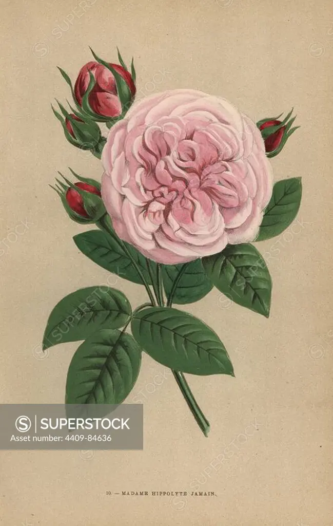 Madame Hippolyte Jamain rose, hybrid raised by Monsieur Garcon of Rouen in 1871 and dedicated to the author's wife. Chromolithograph drawn and lithographed after nature by F. Grobon from Hippolyte Jamain and Eugene Forney's "Les Roses," Paris, J. Rothschild, 1873. Jamain was a rose grower and Forney a professor of arboriculture. François Frédéric Grobon (1815-1901) ran his own atelier and illustrated "Fleurs" after Redoute with his brother Anthelme as the Grobon freres.