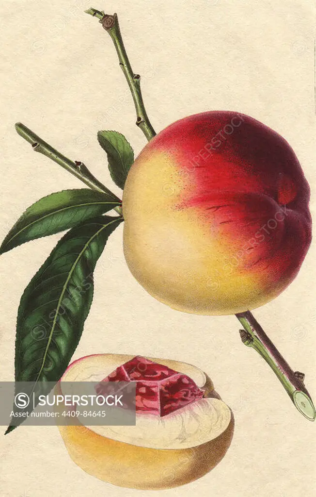 Catharine peach, Prunus persica, an old and very valuable variety. Handcoloured copperplate engraving by S. Watts from a botanical illustration by Augusta Withers from John Lindley's "Pomological Magazine," James Ridgway, London, 1828. The magazine was published in three volumes from 1828 to 1830 and discontinued at plate 152 because of a dispute between the editors. Lindley (1795-1865) was an English botanist and gardener who published books on roses, orchids, and fruit. Mrs. Withers (1793-1877) was an eminent Victorian botanical artist and Flower Painter in Ordinary to Queen Adelaide.